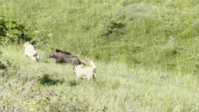 Kangal Köpeklerinden Domuz Sürüsüne Akıl Dolu Müdahale!