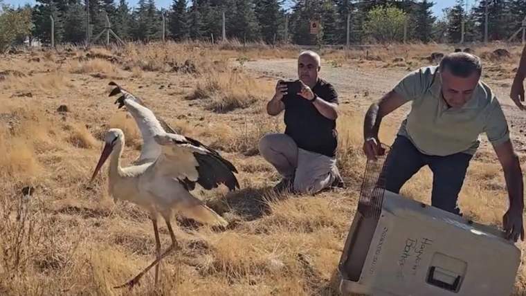 Vefakar Leylek Ölen Eşinin Başında 5 Gün Bekledi