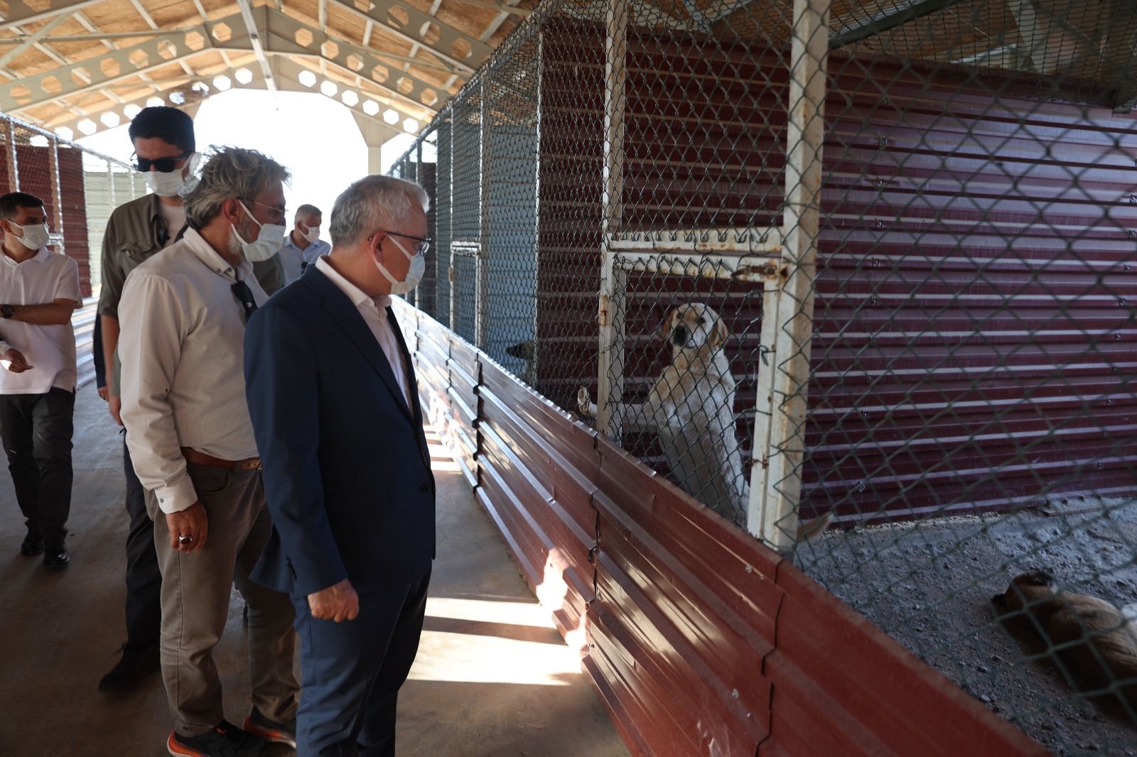 Tel örgülü bölmelerin önünde duran maskeli kişiler, kafes içindeki köpeklere bakıyor.