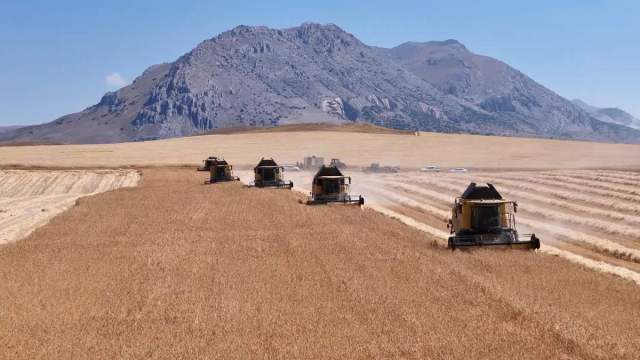 Sivas Ulaş’ta 14 Bin Dekarlık Alanda Tritikale Hasadı