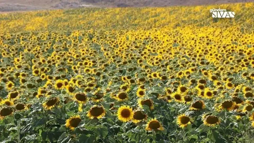 Sivas'ta Ayçiçeği Rekor Seviyeye Ulaşıyor