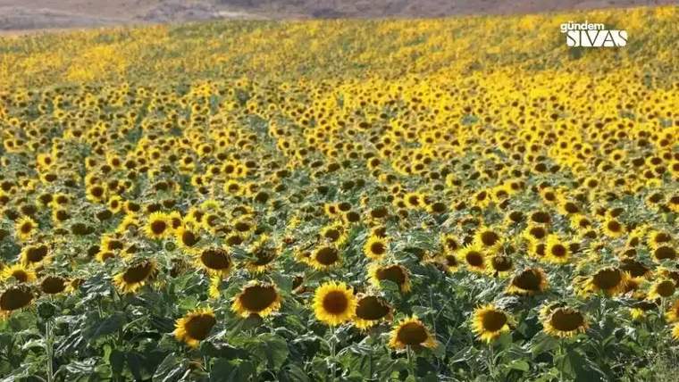 Sivas'ta Ayçiçeği Rekor Seviyeye Ulaşıyor