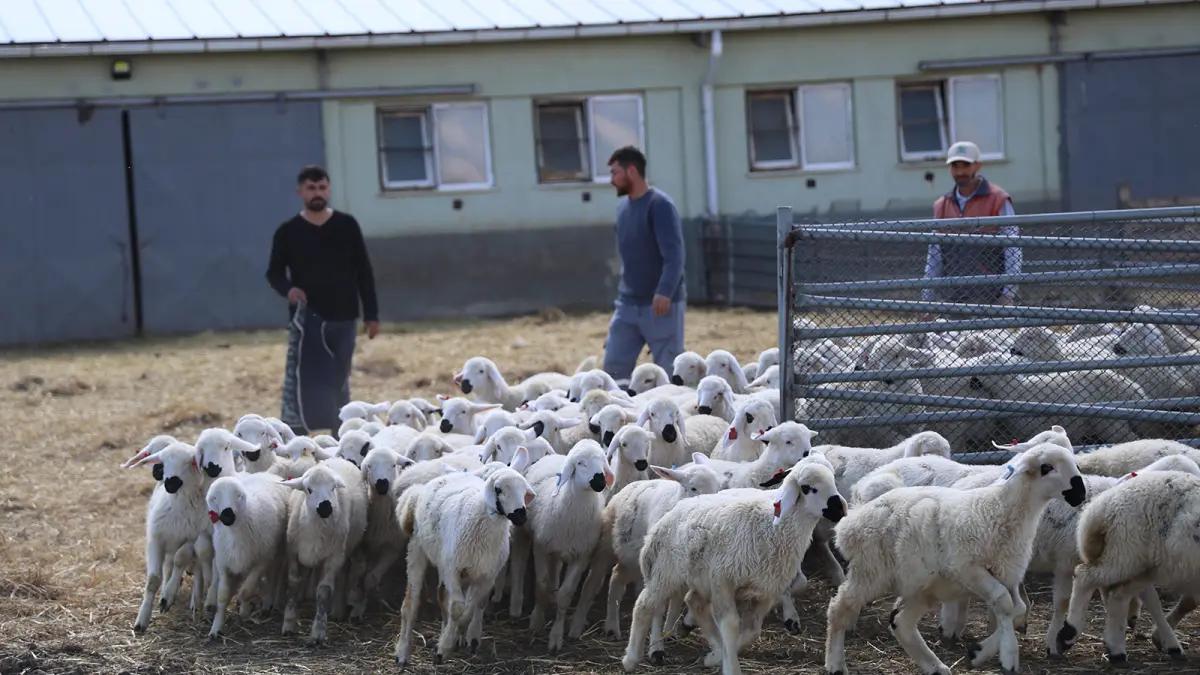 Sivas’ta Küçükbaş Hayvancılıkta Yeni Dönem: İlk Resmi Yabancı Çobanlar Göreve Başladı