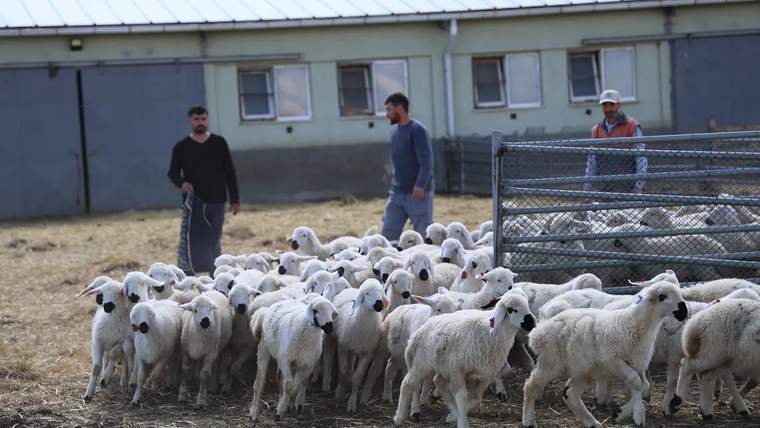 İki kişi, bir grup koyunun yanından geçiyor; arka planda bir bina ve çit görünmekte.