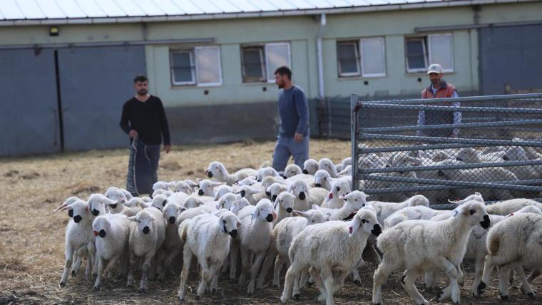 Sivas’ta Küçükbaş Hayvancılıkta Yeni Dönem: İlk Resmi Yabancı Çobanlar Göreve Başladı