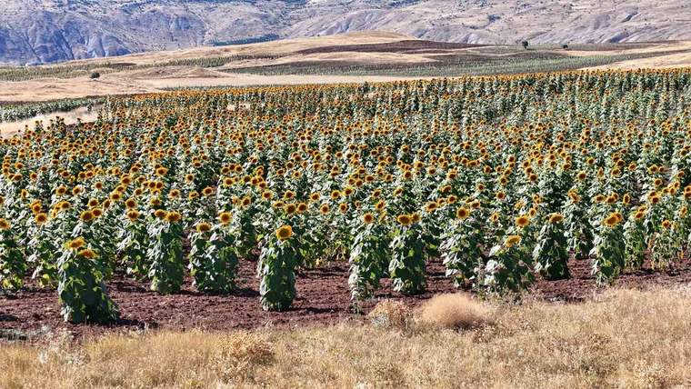 Sivas’ta ayçiçeği üretimi yüzde 109 arttı