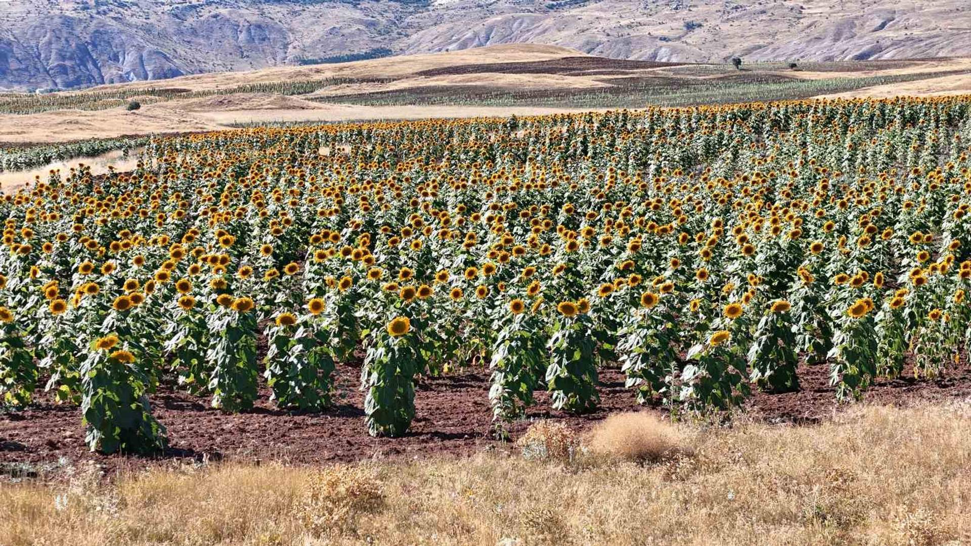 Sivas’ta ayçiçeği ekim alanı, 2026’da 190 bin dönüme ulaşarak genişledi.