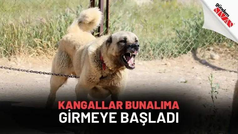 Zincirle bağlı iri bir köpek, ağzı açık halde kuru otlarla çevrili toprak alanda duruyor.
