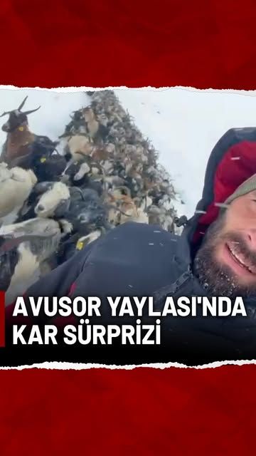 Rize'de Kar Fırtınası: Avusor Yaylası'nda Mahsur Kalan Hayvanlar Kurtarıldı