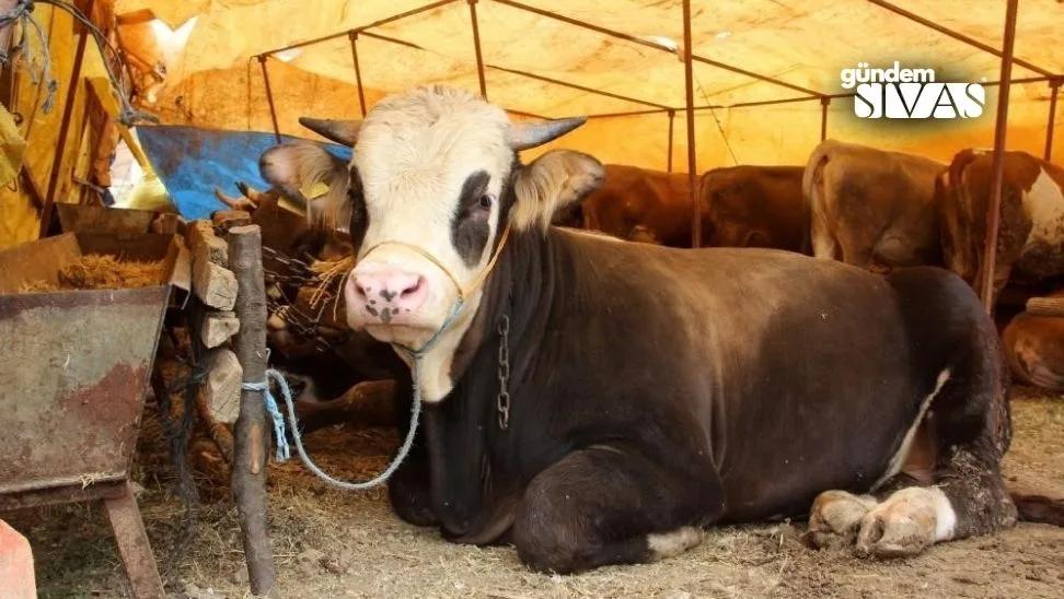 Sivas'ta Kurbanlık Fiyatları Belli Oldu!