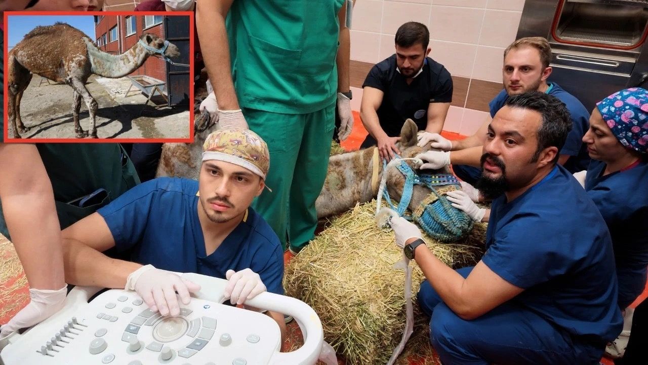 Türkiye'de İlk: Deve İçin Kök Hücre Tedavisi Başladı
