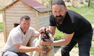 Kangal Köpeği Gücüyle Gündemde: Çene Basıncında Aslanı Geride Bıraktığı İddiası