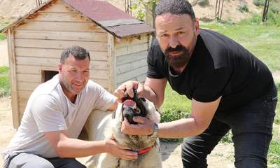 Kangal Köpeği Gücüyle Gündemde: Çene Basıncında Aslanı Geride Bıraktığı İddiası