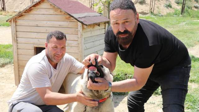 Kangal Köpeği Gücüyle Gündemde: Çene Basıncında Aslanı Geride Bıraktığı İddiası
