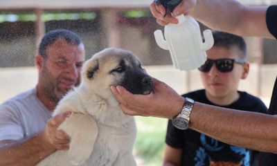 Doğal Kene Savar: İşte Etkili Formül!