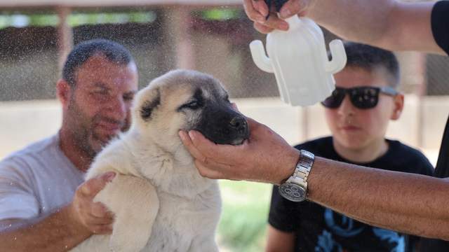 Doğal Kene Savar: İşte Etkili Formül!