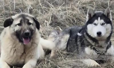 Sivas’ta Kayıp Kangal Yavrusu Sürprizle Bulundu: Sibirya Kurdunu “Gelin” Getirdi