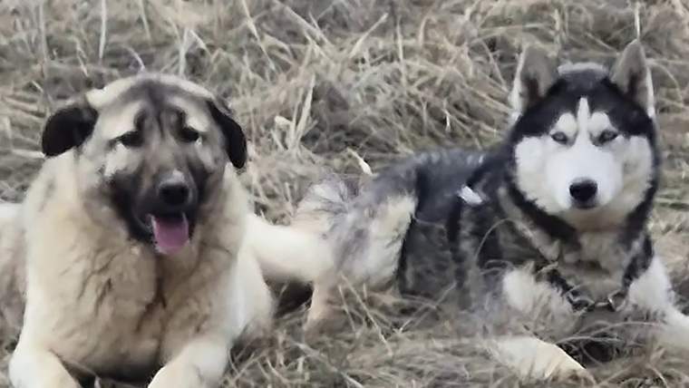 Kuru otların arasında, biri açık renkli diğeri siyah-beyaz iki köpek yan yana oturuyor.