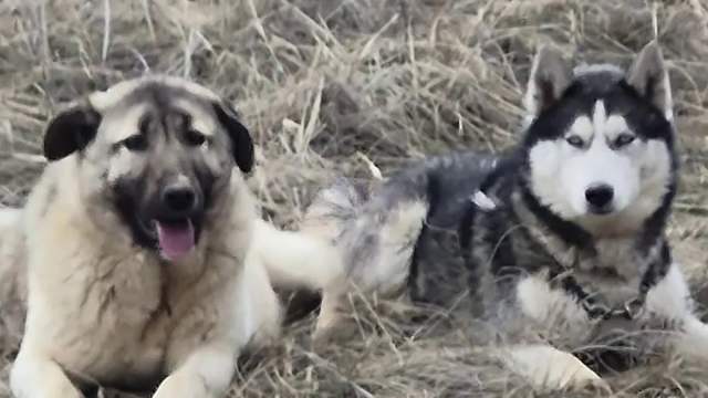 Sivas’ta Kayıp Kangal Yavrusu Sürprizle Bulundu: Sibirya Kurdunu “Gelin” Getirdi