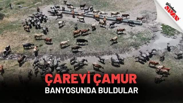 Çareyi Çamur Banyosunda Buldular