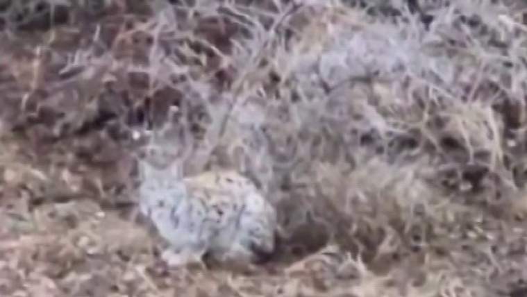 Kahverengi ve beyaz benekli bir vaşak, çalıların arasında oturuyor.