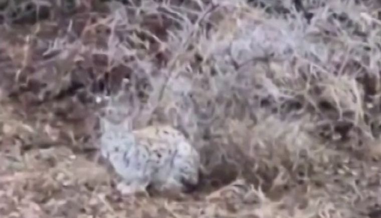 Sivas’ta Heyecanlandıran Karşılaşma: Nesli Tükenmekte Olan Vaşak Görüntülendi!