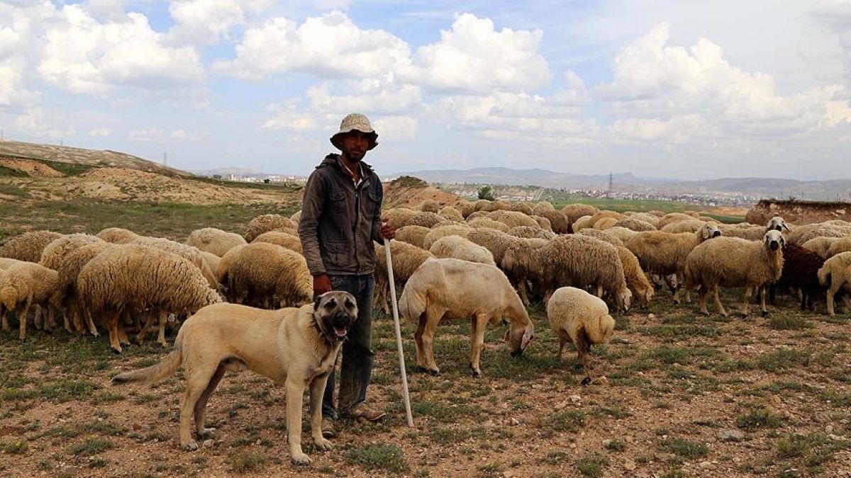 Kangal Köpeği Neden Sivas'la Özdeşleşti?
