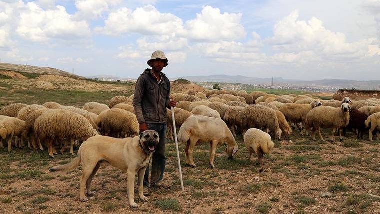Kangal Köpeği Neden Sivas'la Özdeşleşti?