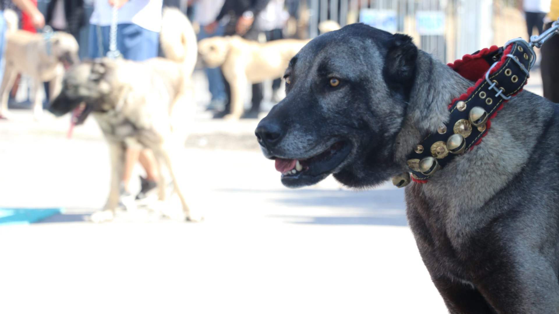 Kangal’ın Ana Vatanında Büyük Yarış!