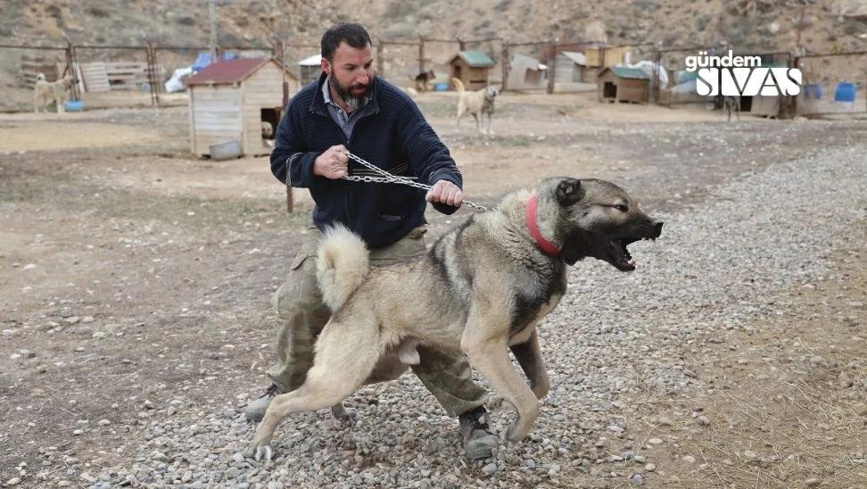 Anadolu Aslanı Kangallar Doğal Kurt Savar
