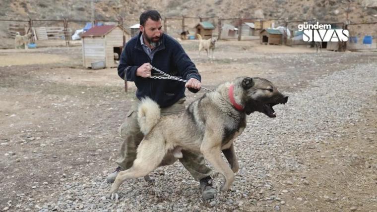 Anadolu Aslanı Kangallar Doğal Kurt Savar