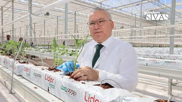 Sivas'ta Domates Hasadı Hız Kazandı