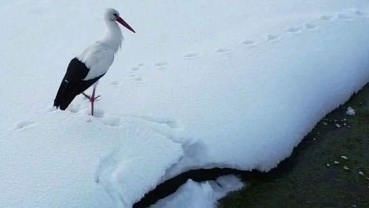 Karla kaplı zeminde tek ayağı üzerinde duran, beyaz ve siyah tüylü bir leylek görülüyor.