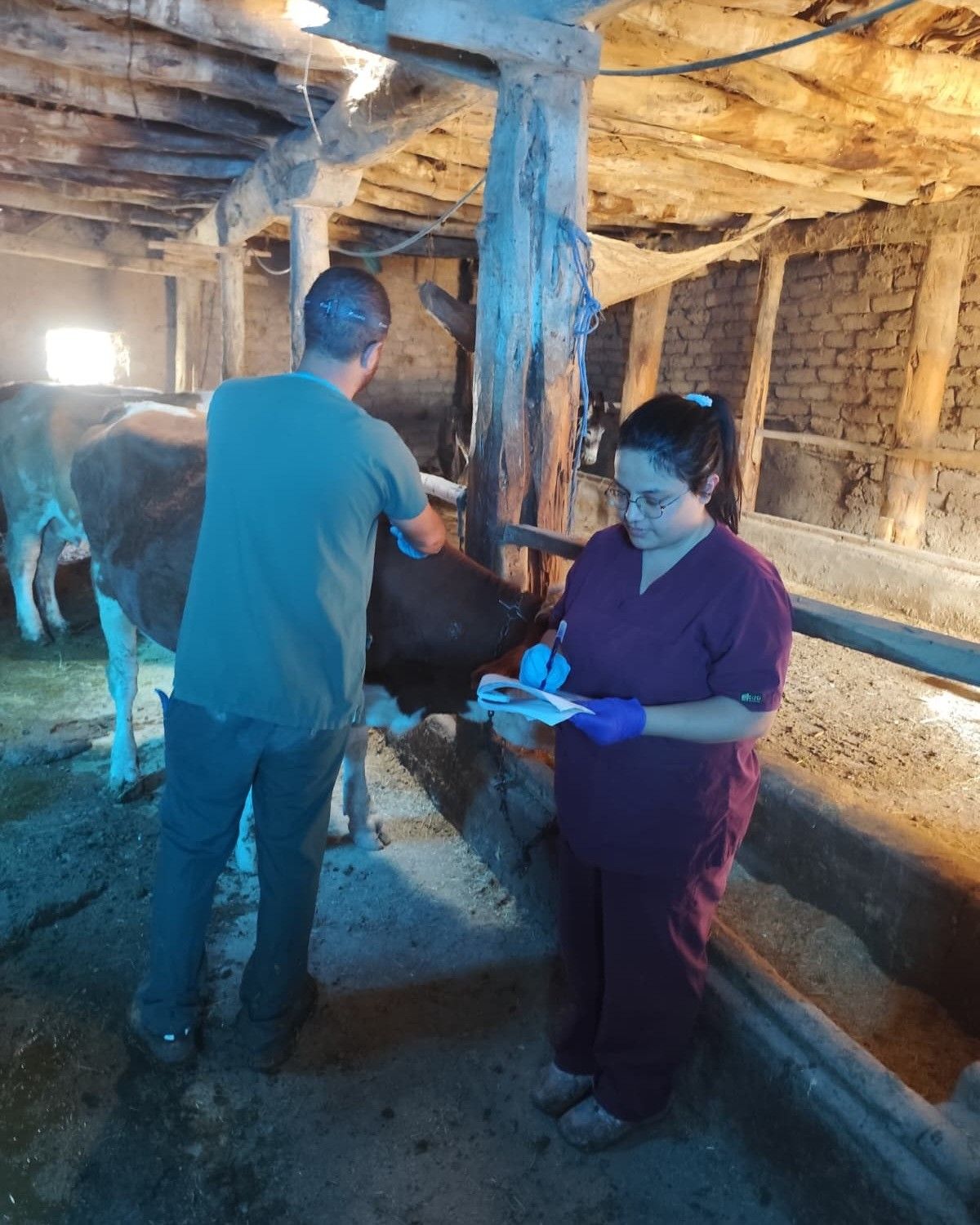 Sivas merkez ve 16 ilçede büyükbaşlara aşı ve küpe uygulaması