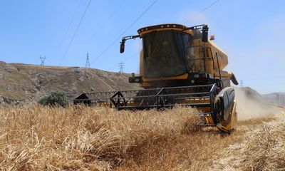 Sivas'ta Rekor Buğday ve Arpa Hasadı Başladı: Türkiye'nin Yüzünü Güldürecek Bereket