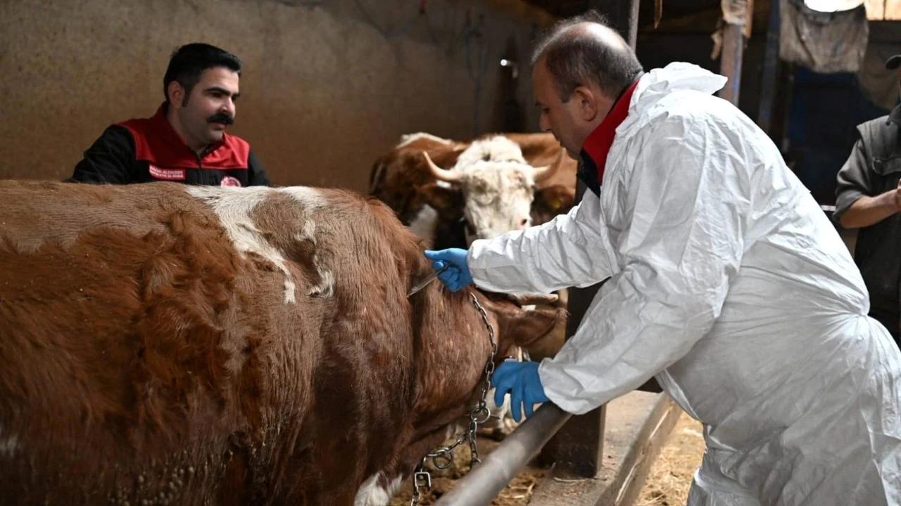 Sivas’ta Şap Aşılama Kampanyası Başladı: Son Gün 13 Kasım