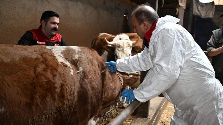 Sivas’ta Şap Aşılama Kampanyası Başladı: Son Gün 13 Kasım