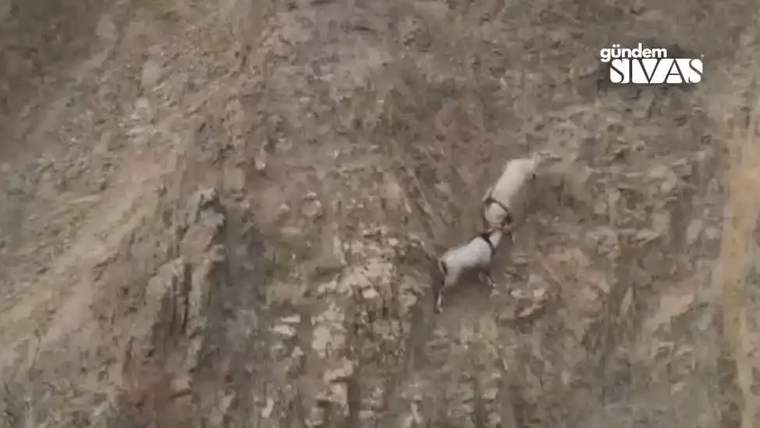 Yüksek bir kayalık alanda iki keçi birbirine saldırıyor.