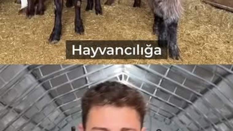 Bir grup keçi, bir ahırda samanların üzerinde duruyor; altta bir genç, gözleri kapalı bir şekilde konuşuyor.