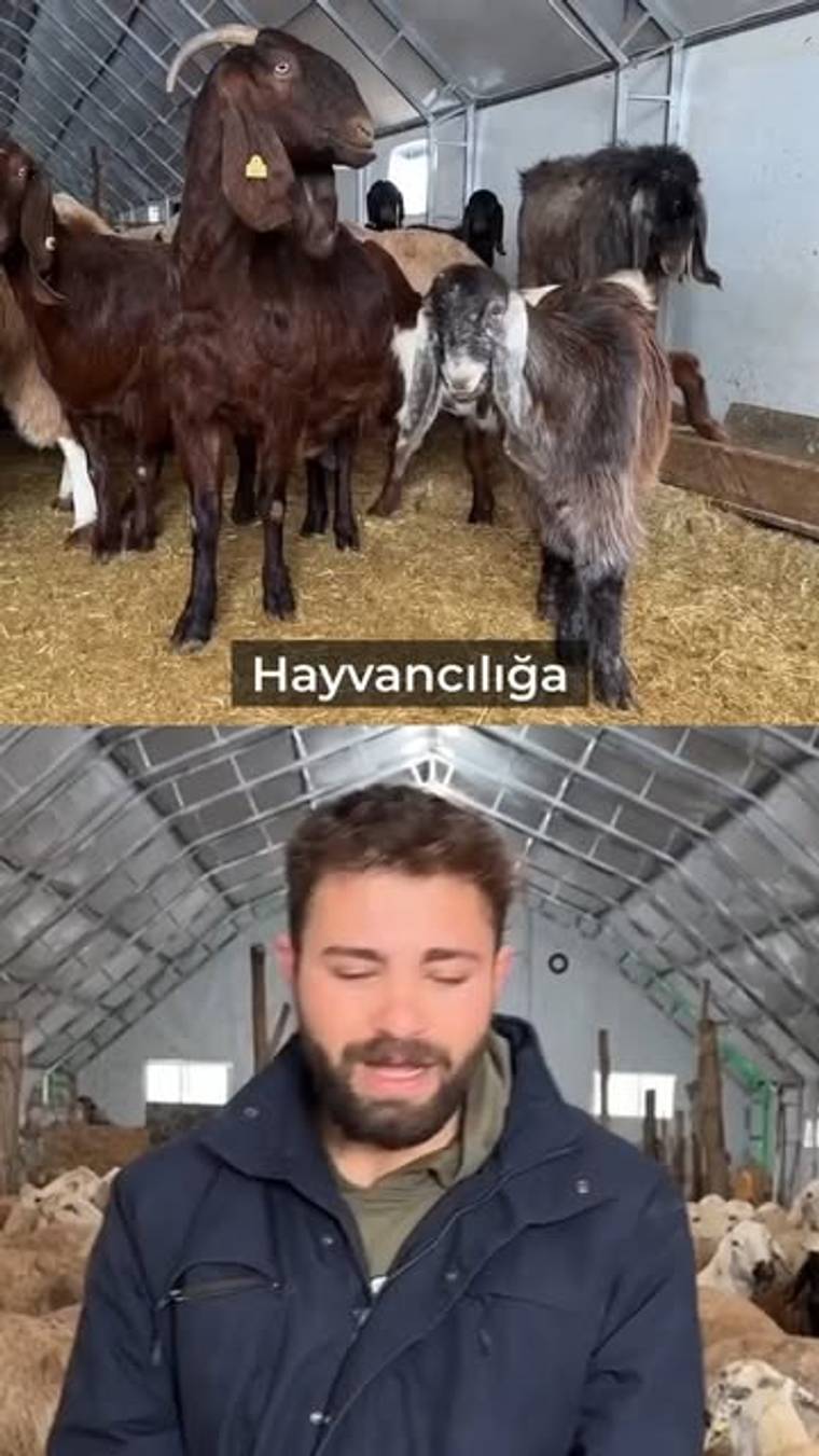 Bir grup keçi, bir ahırda samanların üzerinde duruyor; altta bir genç, gözleri kapalı bir şekilde konuşuyor.