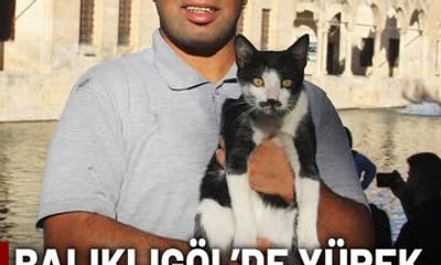 Balıklıgöl'de Boğulmak Üzere Olan Kedi, Kalp Masajı ile Hayata Döndürüldü