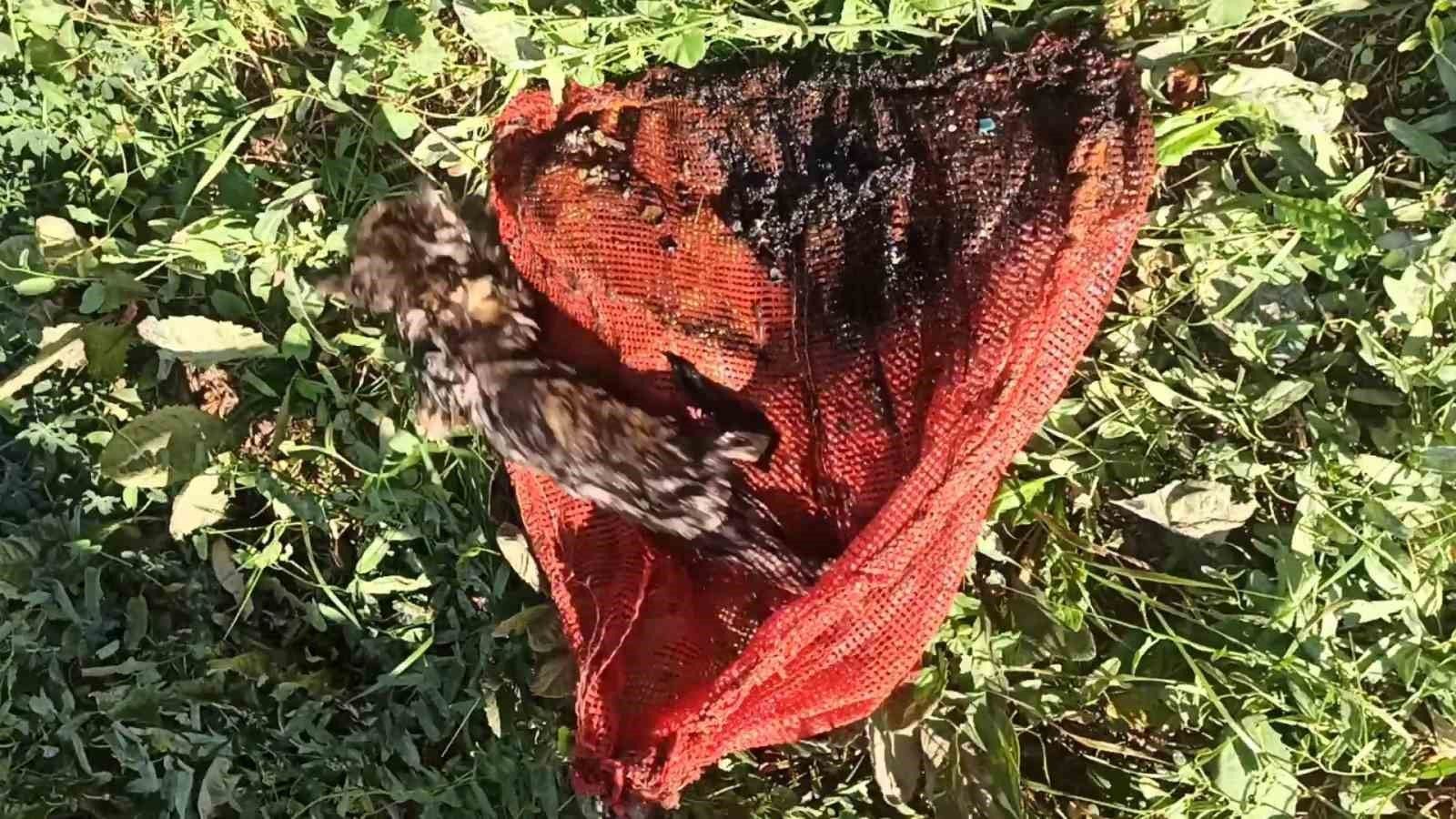 Şefik Güngör Okulu'nda yavru kedi kuyudan çıkarıldı