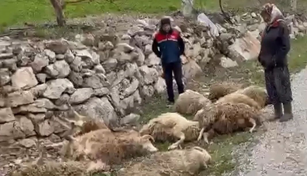 Denizli'de kurtların saldırısı köylüyü perişan etti! 600 bin TL’lik zarar! - Birlik Haber Ajansı