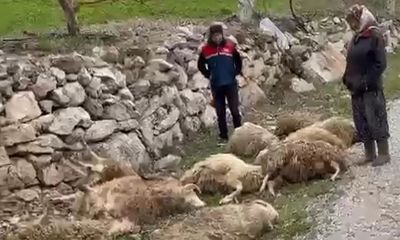 Denizli'de kurtların saldırısı köylüyü perişan etti! 600 bin TL’lik zarar! - Birlik Haber Ajansı
