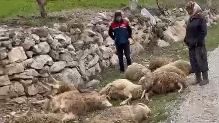 Kayalık arazinin kenarında yerde yatan birkaç koyun ve başlarında duran iki kişi görülüyor.