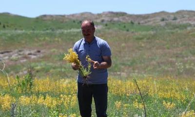 Sivas'ın Sarı Hazinesi Doğayı Sarıya Boyadı!