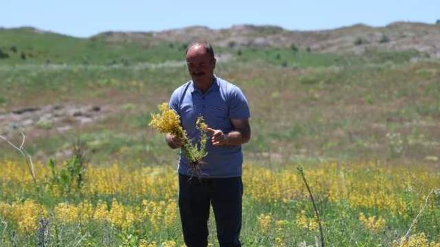 Sivas'ın Sarı Hazinesi Doğayı Sarıya Boyadı!