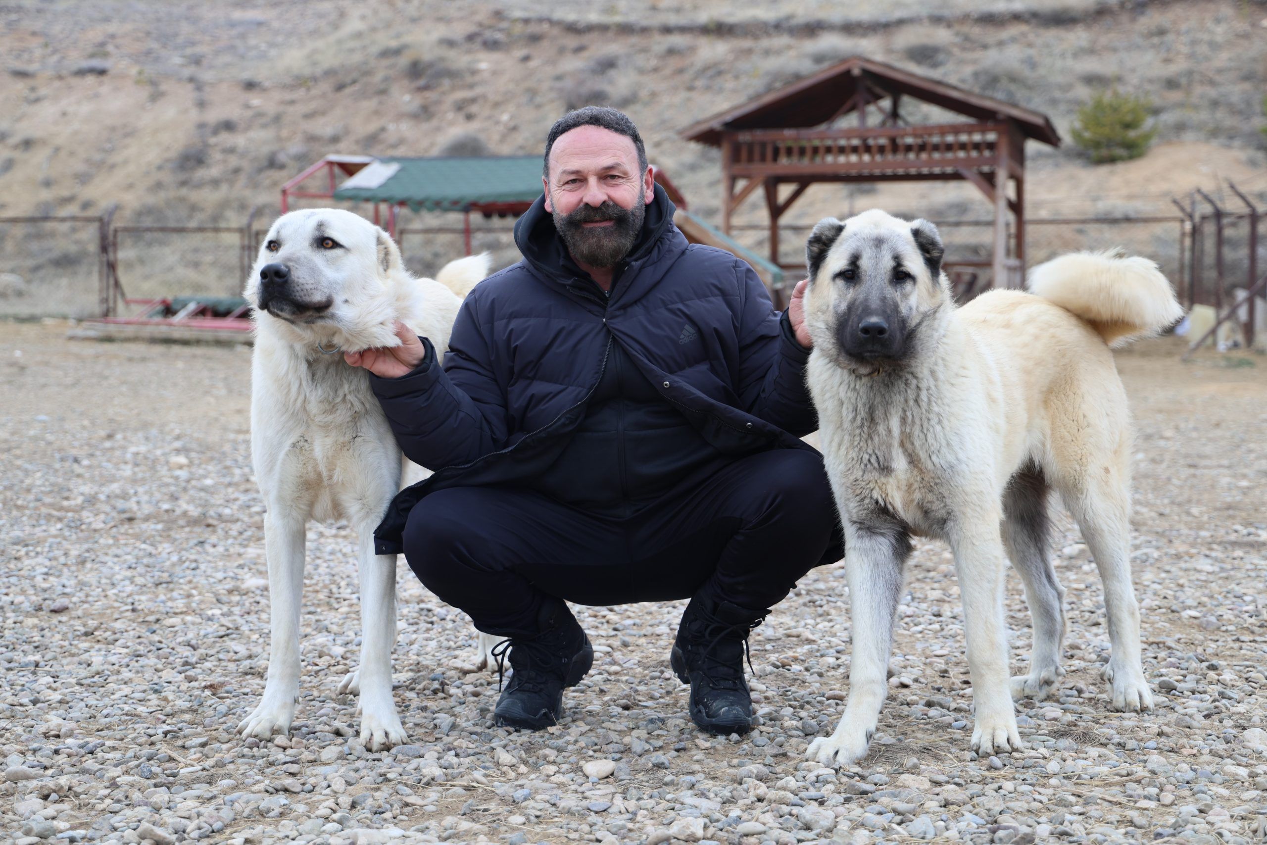 Kurt İstilasına Karşı "Kangal" Kalkanı: Uzmanlar Uyarıyor!