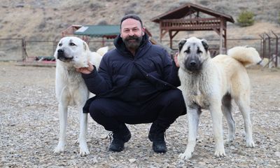 Kurt İstilasına Karşı "Kangal" Kalkanı: Uzmanlar Uyarıyor!