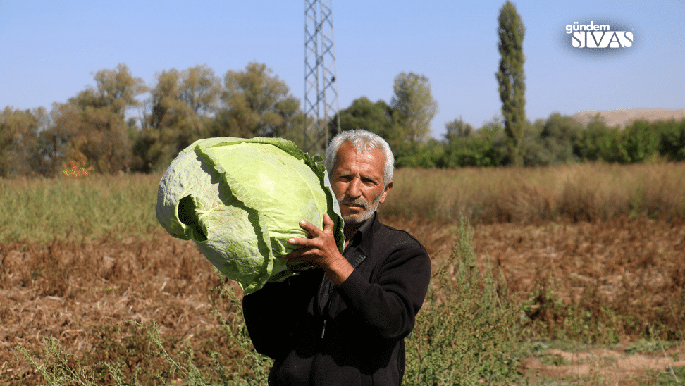 Toprağın Büyülü Ürünü: Hasadı Başladı
